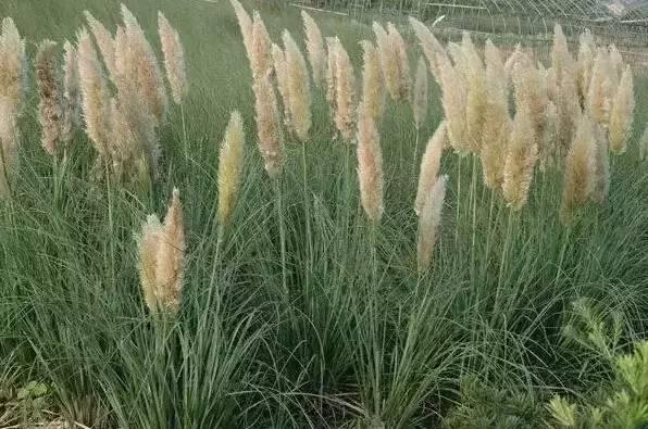 認(rèn)識(shí)植物：這些常見的園林植物你認(rèn)識(shí)嗎？