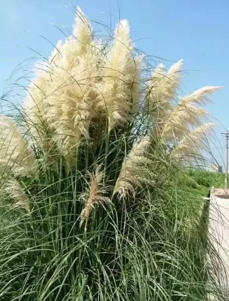 認(rèn)識(shí)植物：這些常見的園林植物你認(rèn)識(shí)嗎？
