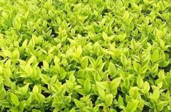 認識植物：這些常見的園林植物你認識嗎？