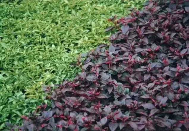 認識植物：這些常見的園林植物你認識嗎？