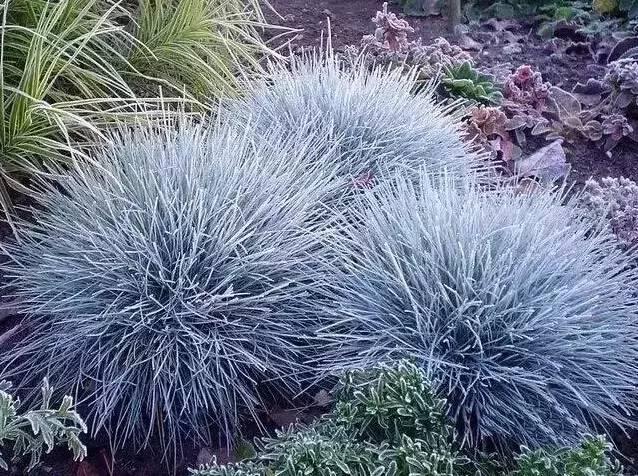 認識植物：這些常見的園林植物你認識嗎？
