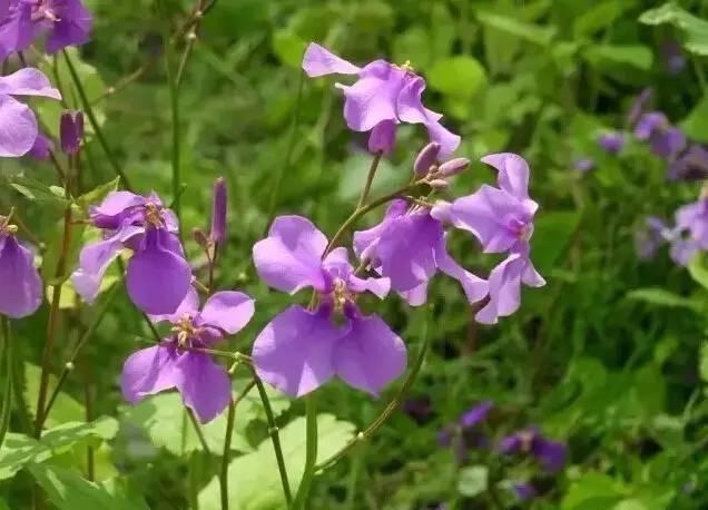 認識植物：這些常見的園林植物你認識嗎？