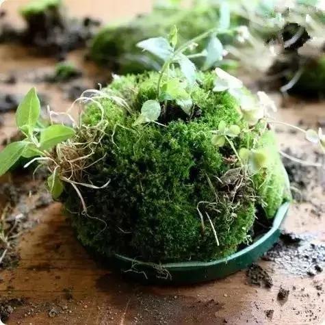 自己動(dòng)手制作玻璃植物景觀