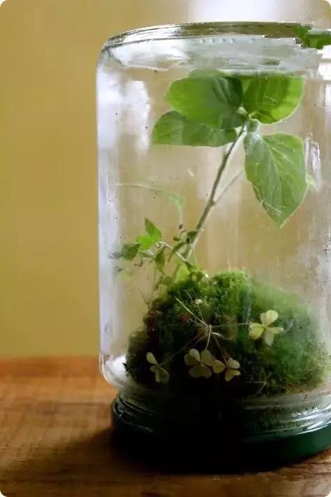 自己動(dòng)手制作玻璃植物景觀
