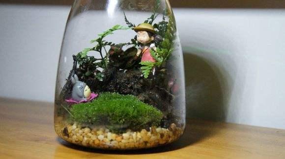 自己動(dòng)手制作玻璃植物景觀
