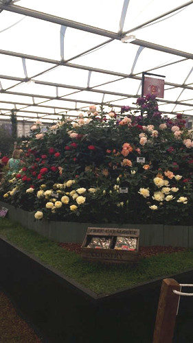 2017英國景觀專業(yè)考察Day3：切爾西花展