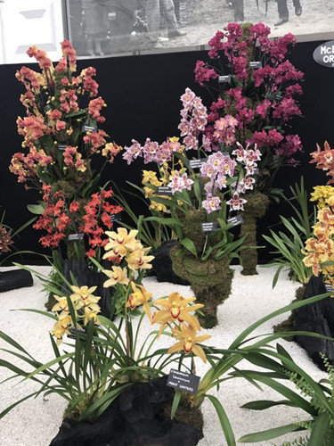 2017英國景觀專業(yè)考察Day3：切爾西花展
