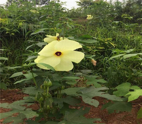 珍稀植物金花葵在湖南省寧鄉試種喜獲成功
