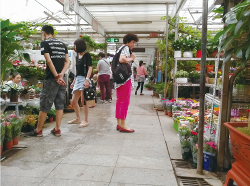 為啥買的花老養(yǎng)不活？ 花卉市場貓膩大起底
