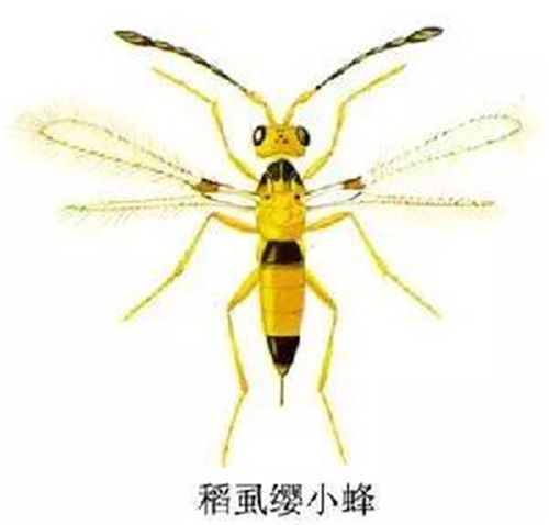 這些園林植物的守護(hù)神，請別傷害它們！