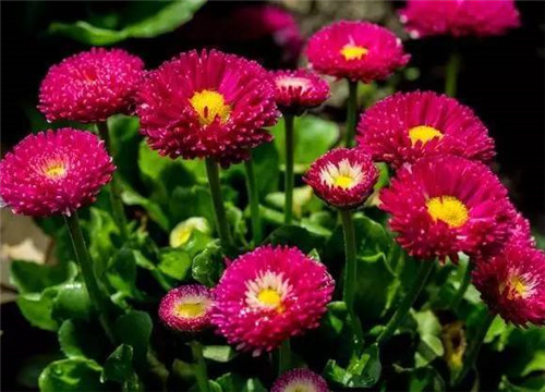 居家養(yǎng)花如何控制花卉植物的花期？