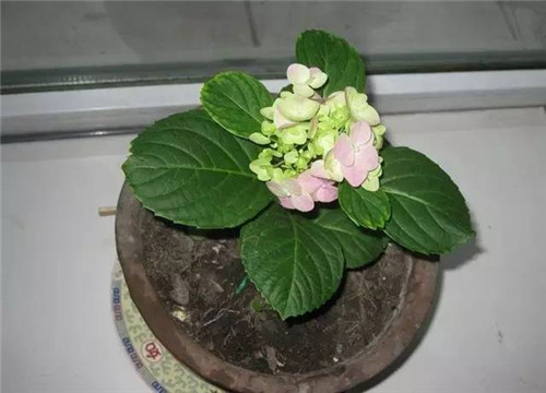 居家養(yǎng)花如何控制花卉植物的花期？