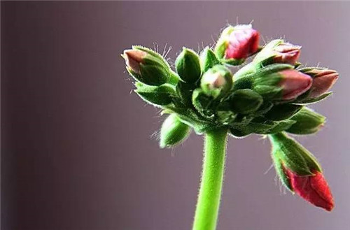 居家養(yǎng)花如何控制花卉植物的花期？