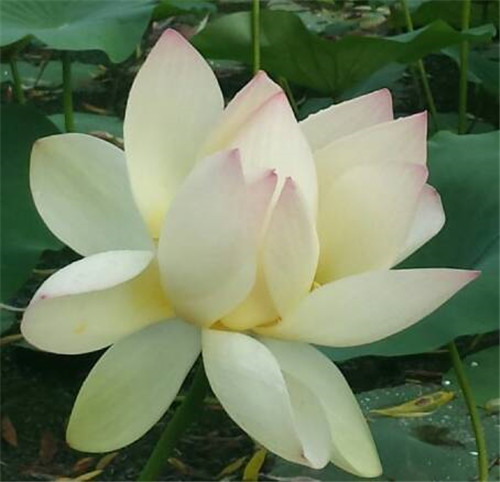 在公園經(jīng)常能見(jiàn)到的花卉