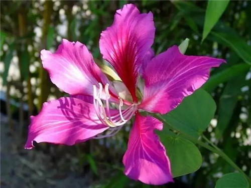 在公園經(jīng)常能見(jiàn)到的花卉