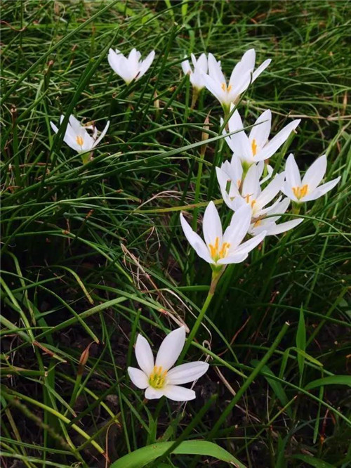 在公園經(jīng)常能見(jiàn)到的花卉