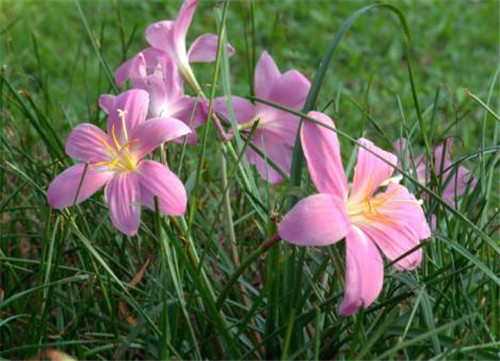 在公園經(jīng)常能見(jiàn)到的花卉