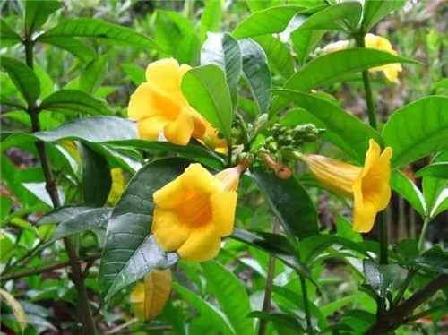 在公園經(jīng)常能見(jiàn)到的花卉