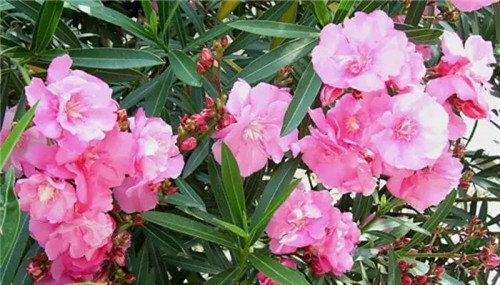 在公園經(jīng)常能見(jiàn)到的花卉