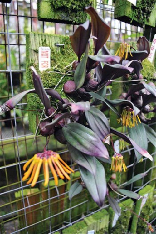 以更加自然地方式構(gòu)建植物綠墻