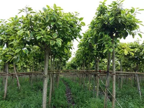 苗木基地如何灌溉樹(shù)苗的？
