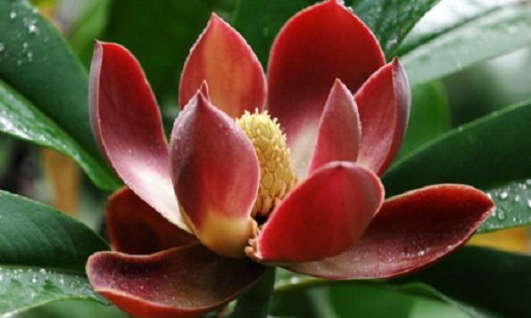 國家珍稀瀕危、Ⅲ級(jí)保護(hù)植物——紅花木蓮