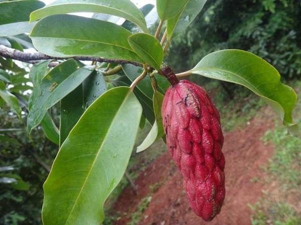 國家珍稀瀕危、Ⅲ級(jí)保護(hù)植物——紅花木蓮