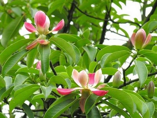 國家珍稀瀕危、Ⅲ級(jí)保護(hù)植物——紅花木蓮
