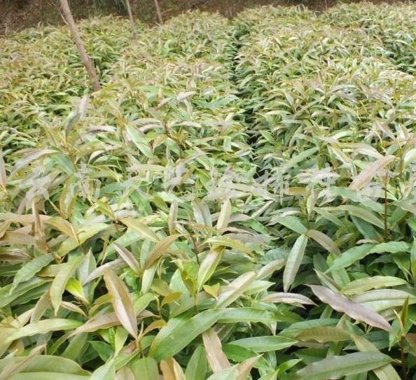 國家珍稀瀕危、Ⅲ級(jí)保護(hù)植物——紅花木蓮