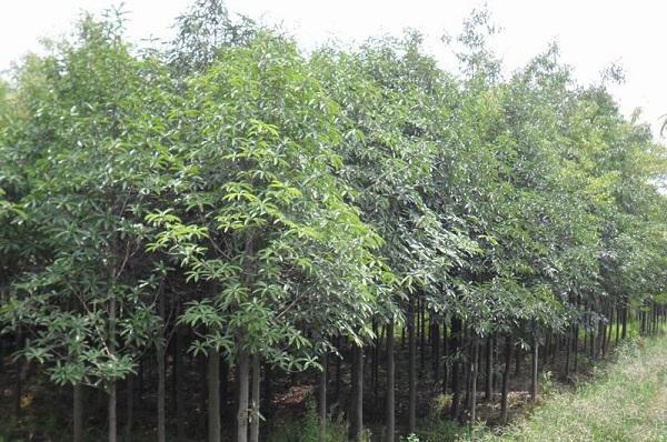 國家珍稀瀕危、Ⅲ級(jí)保護(hù)植物——紅花木蓮