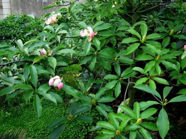 國家珍稀瀕危、Ⅲ級(jí)保護(hù)植物——紅花木蓮