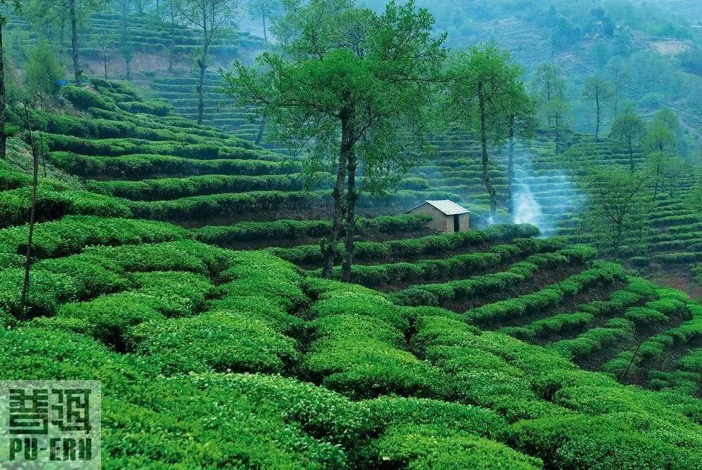 植物王國(guó)的誘惑