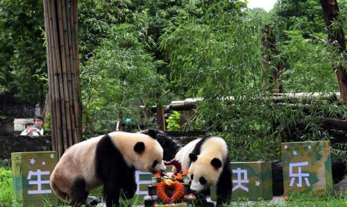 80多個(gè)大熊貓保護(hù)地有機(jī)整合劃入國(guó)家公園