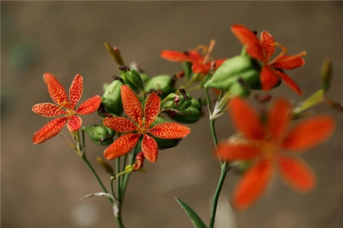 秦嶺國家植物園打造生態(tài)保護新高地