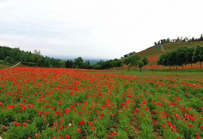 秦嶺國家植物園打造生態(tài)保護新高地
