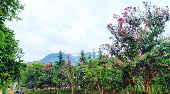 秦嶺國家植物園打造生態(tài)保護新高地