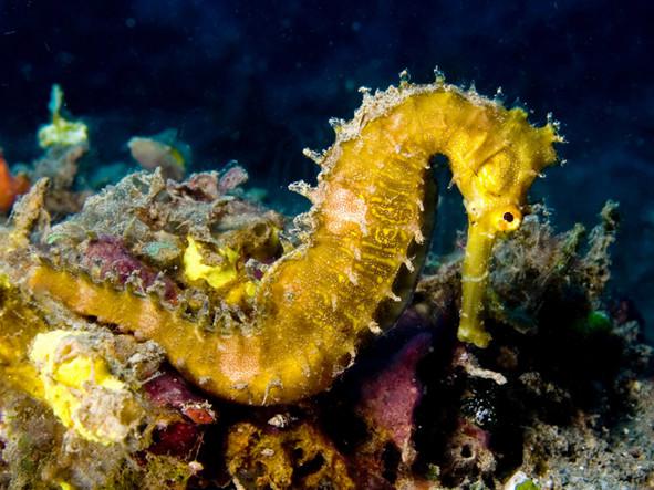 十年用掉144億！保護(hù)生物多樣性 沒(méi)錢(qián)怎么行