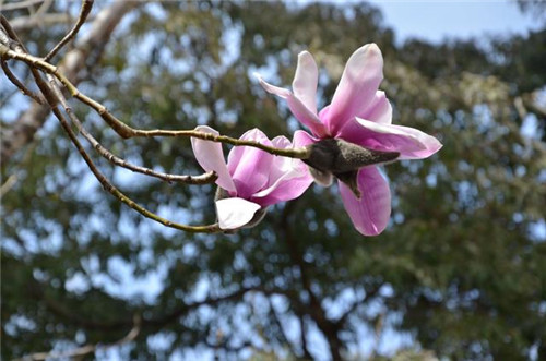 林深景美的云南寶臺(tái)山國家森林公園