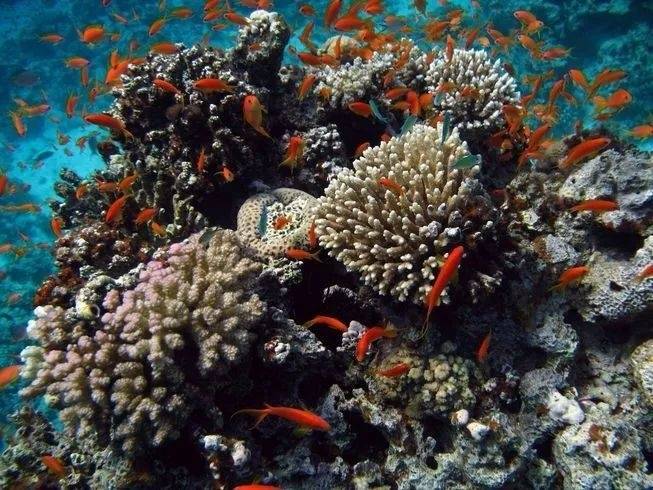 保持生物多樣性 守護(hù)逐漸消失的生物樂園