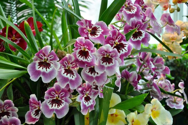 直接用它養蘭花，比市面蘭花土好10倍！