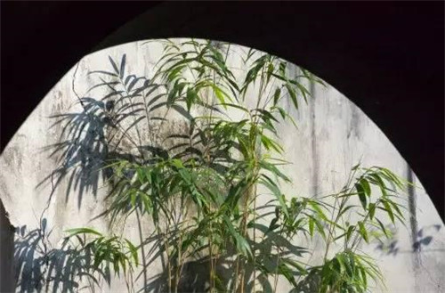 在中國(guó)古典園林中尋摸中華文化的審美意識(shí)