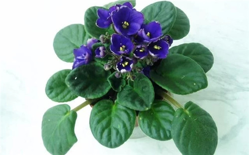 養(yǎng)這些花卉讓家里色彩斑斕，超級(jí)漂亮