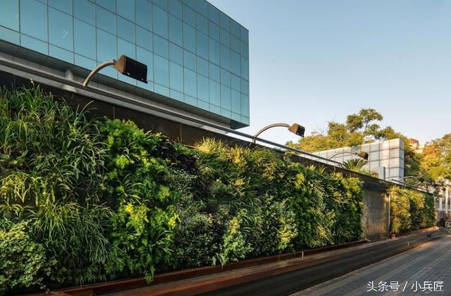 什么植物才適合用來做室外垂直綠化？