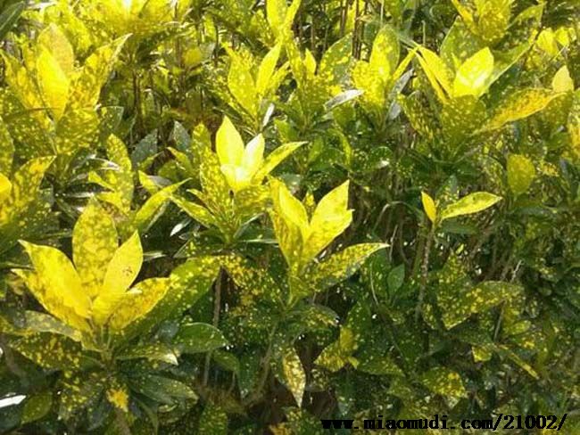 什么植物才適合用來做室外垂直綠化？