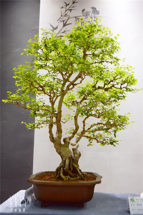農(nóng)村常見(jiàn)的樹(shù)種——樸樹(shù)，養(yǎng)好了也難如此漂亮