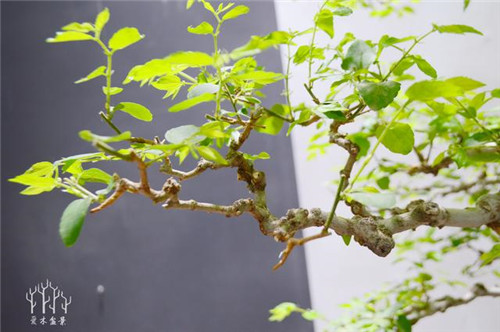 農(nóng)村常見(jiàn)的樹(shù)種——樸樹(shù)，養(yǎng)好了也難如此漂亮