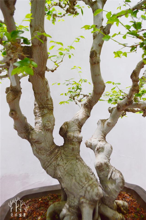 農(nóng)村常見(jiàn)的樹(shù)種——樸樹(shù)，養(yǎng)好了也難如此漂亮