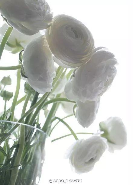 插花入門篇｜小白選手從認識常見花材開始