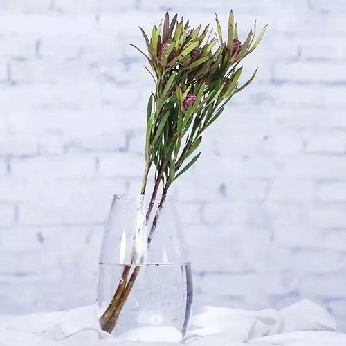 插花入門篇｜小白選手從認識常見花材開始