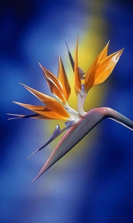 插花入門篇｜小白選手從認識常見花材開始